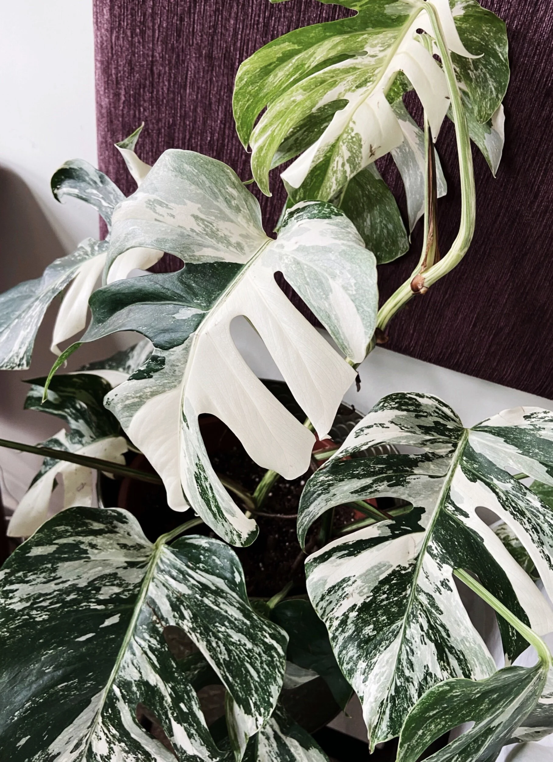 Monstera Borsigiana Variegata Albo [ Complete Care Guide ] — Lya Solis